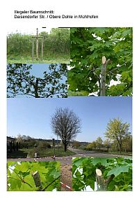 Zusammenstellung von Fotos zum frevelhaften Baumschnitt in Mühlhofen